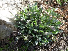 Cynoglossum cheirifolium