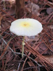 Leucocoprinus fragilissimus image