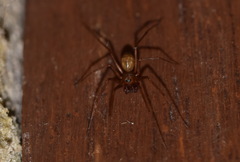 Lepthyphantes leprosus