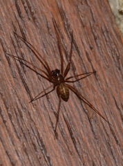 Lepthyphantes leprosus
