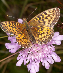 Boloria titania