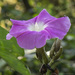 Ipomoea mairetii - Photo (c) David Morales, some rights reserved (CC BY-NC), uploaded by David Morales