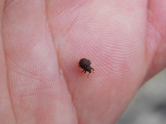 Adexius scrobipennis