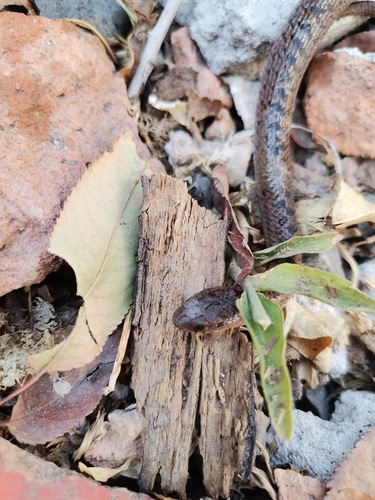 Largenose Earth Snake, Conopsis nasus