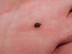 Adexius scrobipennis