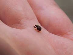 Adexius scrobipennis