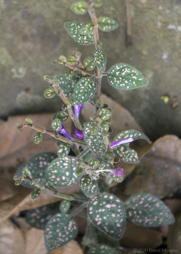 Polka Dot Plant
