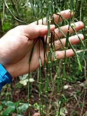 Phoradendron tunaeforme