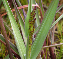 Torreyochloa erecta