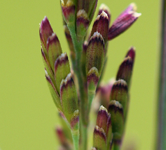 Torreyochloa erecta