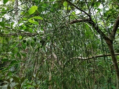 Phoradendron tunaeforme