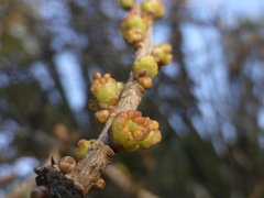 Forestiera segregata