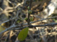 Forestiera segregata