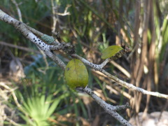 Forestiera segregata