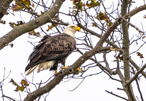 Bald Eagle photographed in Connecticut