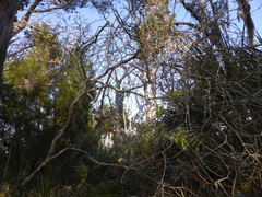 Forestiera segregata