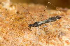 Empicoris baerensprungi