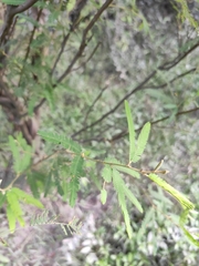 Mimosa pilulifera