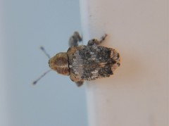 Neotylopterus