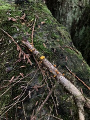 Dacrymyces chrysocomus