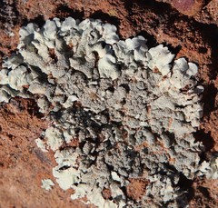 Xanthoparmelia maricopensis