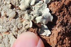 Xanthoparmelia maricopensis