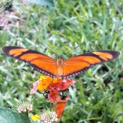 Dryas iulia alcionea