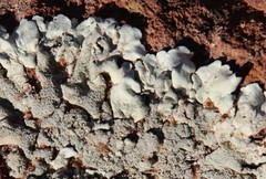 Xanthoparmelia maricopensis