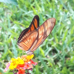 Dryas iulia alcionea