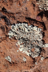 Xanthoparmelia maricopensis