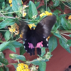 Heraclides anchisiades capys