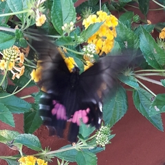 Heraclides anchisiades capys