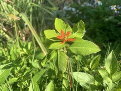 Euphorbia heterophylla var. cyathophora image