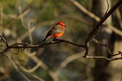 Pyrocephalus rubinus