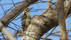 Dendrocopos analis