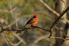 Pyrocephalus rubinus