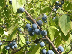 Prunus spinosa dasyphylla