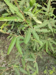 Mimosa pilulifera