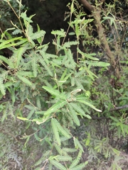 Mimosa pilulifera
