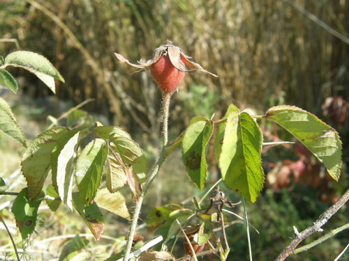 Rosa gallica