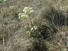 Hylotelephium maximum ruprechtii