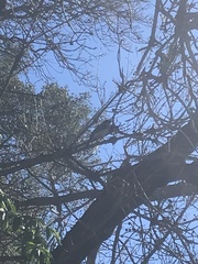 Aphelocoma californica