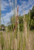 Gulf Cordgrass - Photo (c) Ali and Brice, some rights reserved (CC BY-NC), uploaded by Ali and Brice
