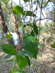 Bignonia callistegioides