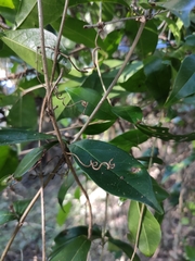 Bignonia callistegioides