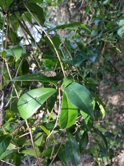 Bignonia callistegioides