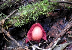 Aristolochia chiapensis
