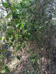 Bignonia callistegioides