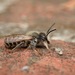 Banded Mud Bee - Photo (c) Stefan, some rights reserved (CC BY-NC), uploaded by Stefan