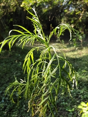 Senecio brasiliensis